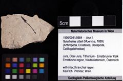 Foto (Objket + Etiketten) von Galatheites zitteli (Moericke, 1889) 